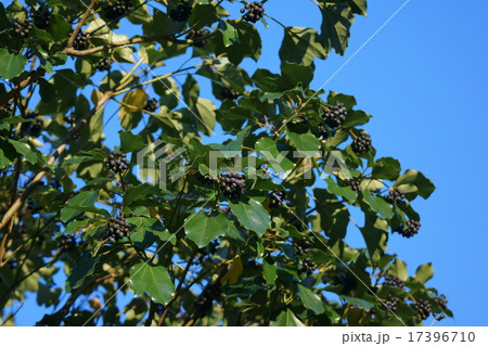 隠蓑　カクレミノと申します。 17396710