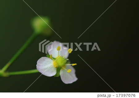 自然 植物 サジオモダカ、小さい花ですが彩が美しい。塊茎は様々な漢方薬で使われています 自然 植物 サジオモダカ、小さい花ですが彩が美しい。塊茎は様々な漢方薬で使われています 17397076