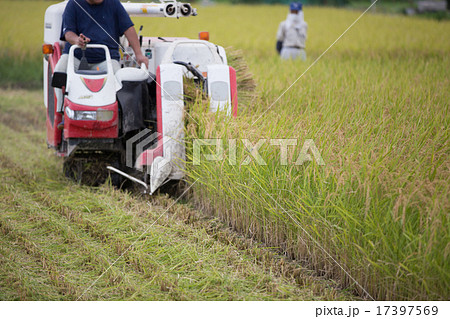 稲刈り 17397569