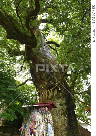 山王神社の被爆した大クスノキ/長崎県 長崎市 山王神社の被爆した大クスノキ/長崎県 長崎市 17397780