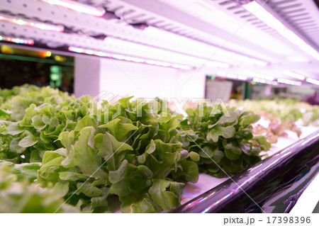 野菜工場 17398396