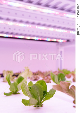 野菜工場 17398402