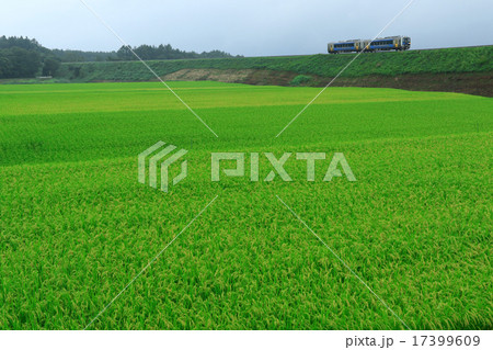 稲穂と小海線 17399609