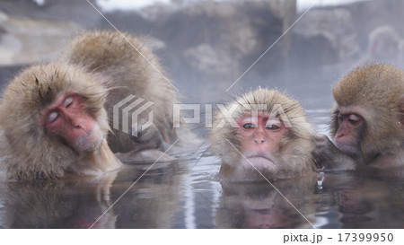 地獄谷野猿公苑 地獄谷野猿公苑 17399950