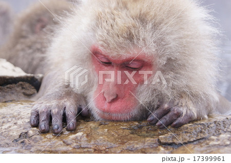 地獄谷野猿公苑 地獄谷野猿公苑 17399961