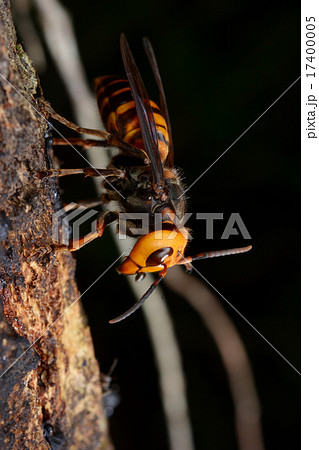 樹液に来たコガタスズメバチ 17400005