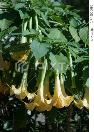 木立朝鮮朝顔　エンジェルストランペットと呼ばれています。 17400099