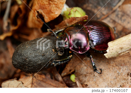 オオセンチコガネ 17400107