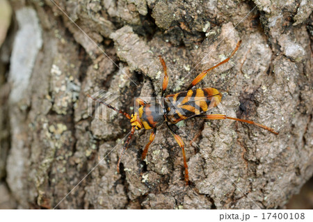 トラフカミキリ トラフカミキリ 17400108