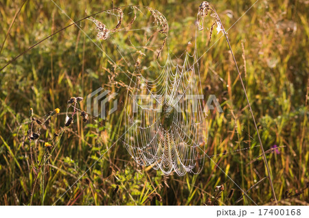 Cobweb with the dew 17400168