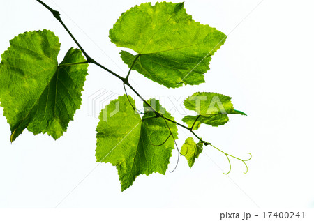 vine and leaves isolated vine and leaves isolated 17400241