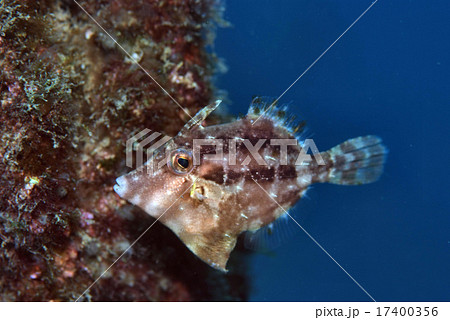 ハギの仲間 幼魚の写真素材