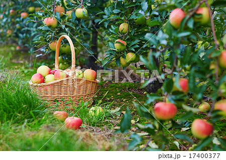 Fresh organic apples in a basket Fresh organic apples in a basket 17400377