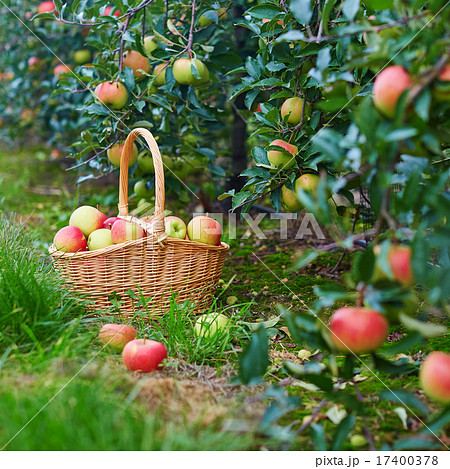 Fresh organic apples in a basket Fresh organic apples in a basket 17400378