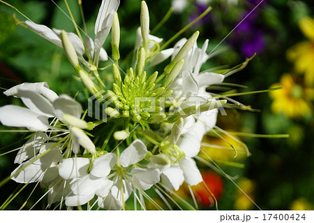 涼感あふれるクレオメ 17400424