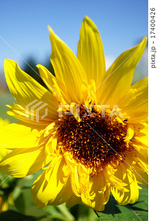 クローズアップのヒマワリ クローズアップのヒマワリ 17400426