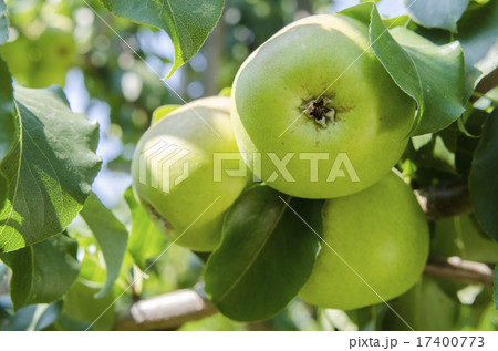 Apple with leaves growing on the tree 17400773