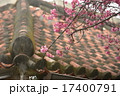 赤瓦とカンヒザクラ 17400791