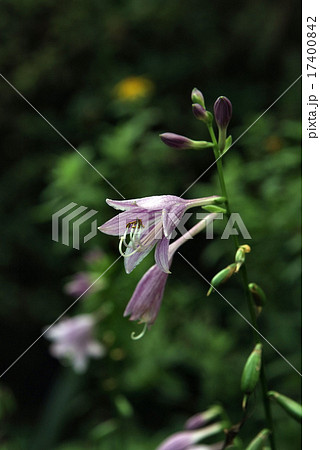 秋に咲く紫の花の写真素材