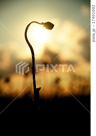 Bended stalk of poppy seed of poppy heads. 17401092