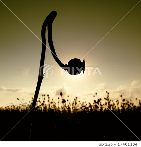 Bended stalk of poppy seed. Shadow of head 17401104