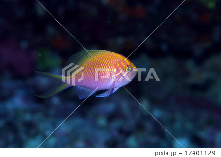 ハナゴンベの未成魚 ハナゴンベの未成魚 17401129