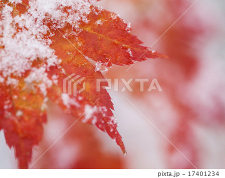紅葉と雪 紅葉と雪 17401234