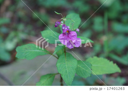 釣舟草 ツリフネソウと申します。 釣舟草 ツリフネソウと申します。 17401263