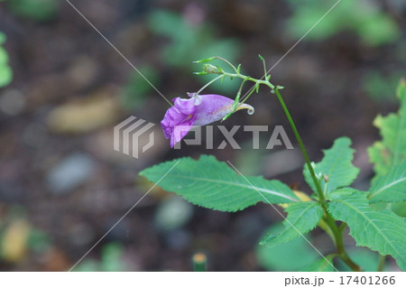 釣舟草　ツリフネソウと申します。 17401266