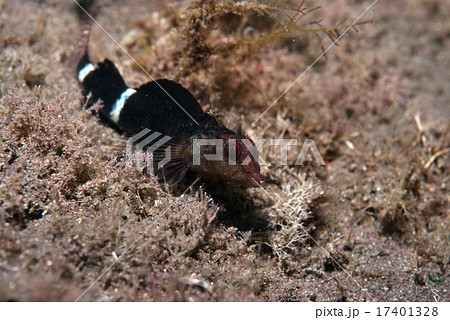 ヘビギンポ進む 17401328