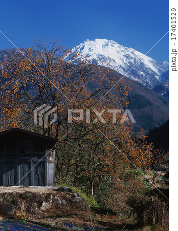 柿の木実る山里 柿の木実る山里 17401529