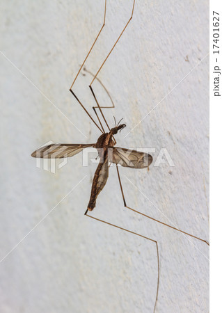 daddy longlegs 17401627