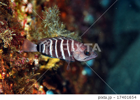 マハタの幼魚の写真素材