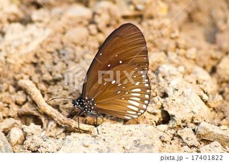 Butterflies 17401822
