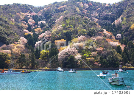 神子の桜 神子の桜 17402605