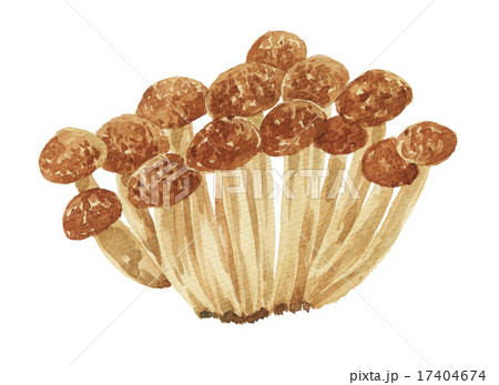 ブナシメジ15907pix1 17404674