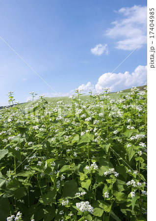 花咲く蕎麦畑 花咲く蕎麦畑 17404985