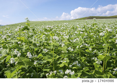 花咲く蕎麦畑 花咲く蕎麦畑 17404986