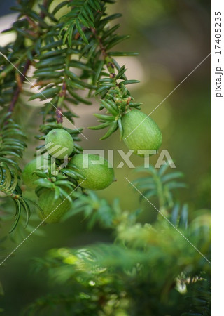 榧（かや）の実 17405235