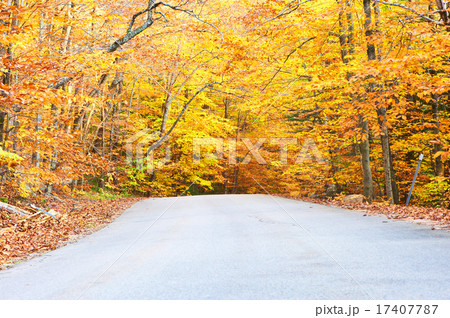 Autumn scene with road 17407787