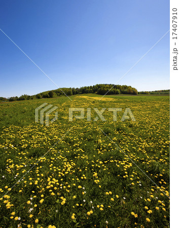 Dandelion field Dandelion field 17407910
