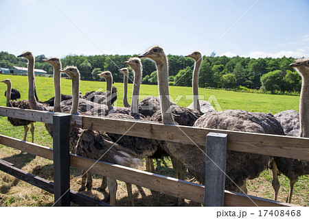 ダチョウ牧場 ダチョウ牧場 17408468