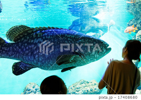 巨大魚・タマカイ 巨大魚・タマカイ 17408680