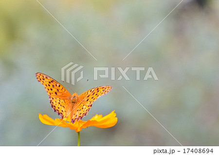 蝶と花 蝶と花 17408694