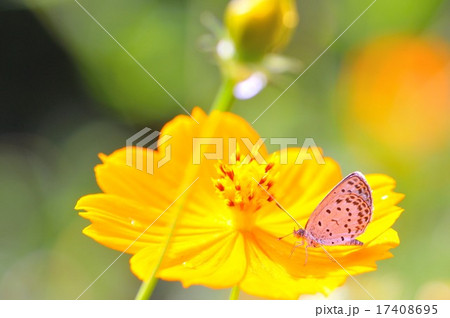 蝶と花 蝶と花 17408695