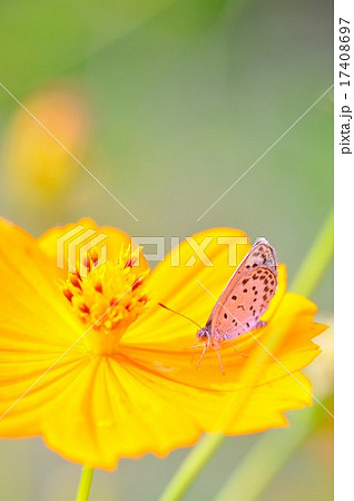 蝶と花 17408697