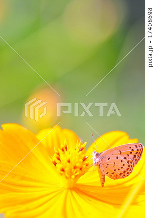 蝶と花 17408698