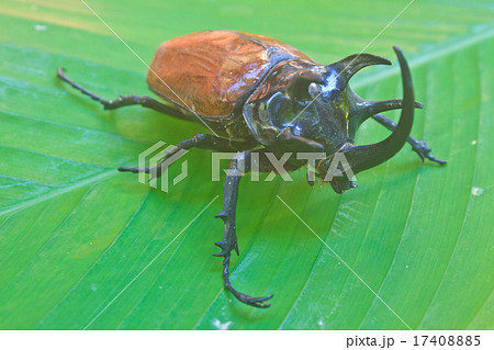 insect from Thailand 17408885