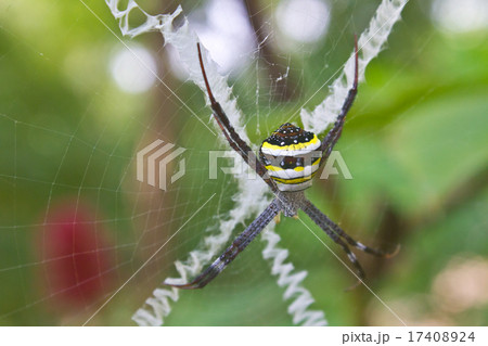 beauty insect on web in forest beauty insect on web in forest 17408924