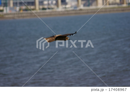 鳶　獲物発見 17408967